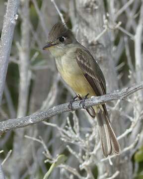 Image of Cuban Pewee