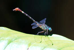 Image of Erpetogomphus sabaleticus Williamson 1918