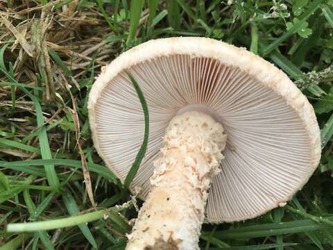 Plancia ëd Saproamanita nauseosa (Wakef.) Redhead, Vizzini, Drehmel & Contu 2016