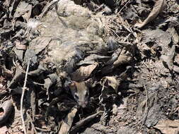 Image of Deer Mouse