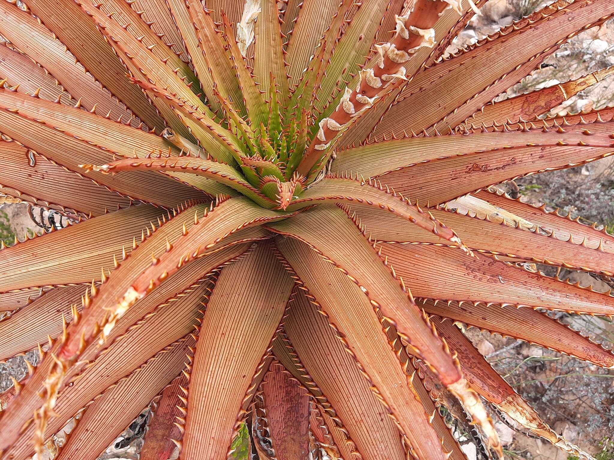 Image of Aloe lineata (Aiton) Haw.