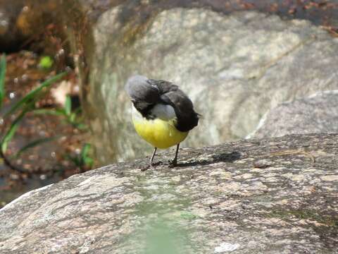 Image of Madagascan Wagtail