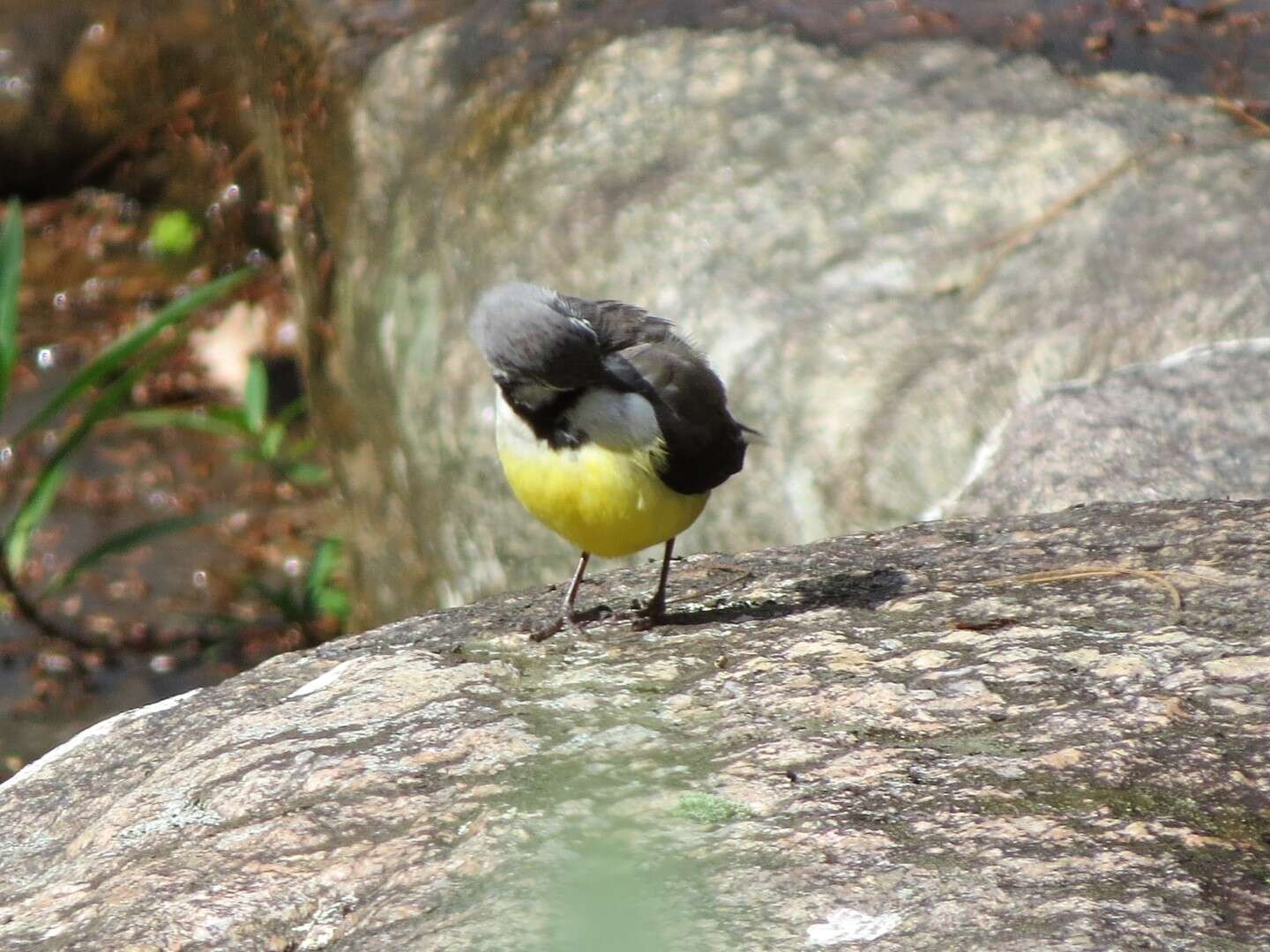 Image of Madagascan Wagtail