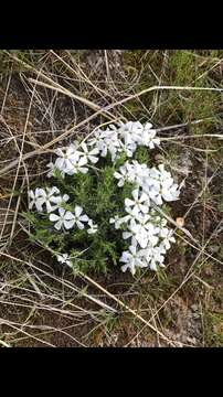 Image of spiny phlox