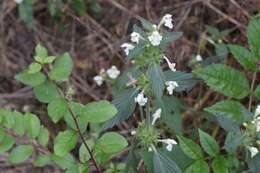 Image of Downy Hemp-nettle