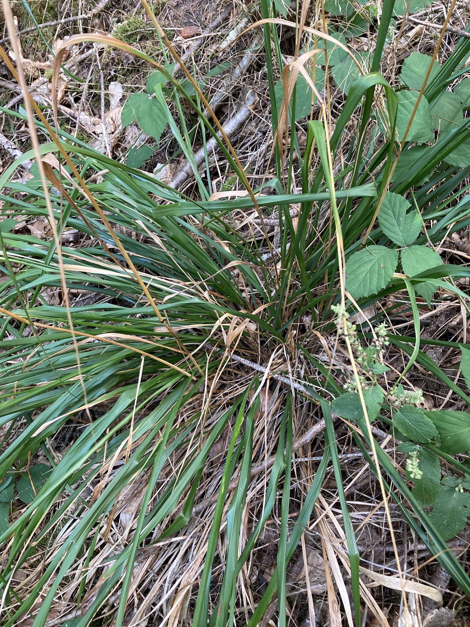 Image of Mountain Fescue Grass