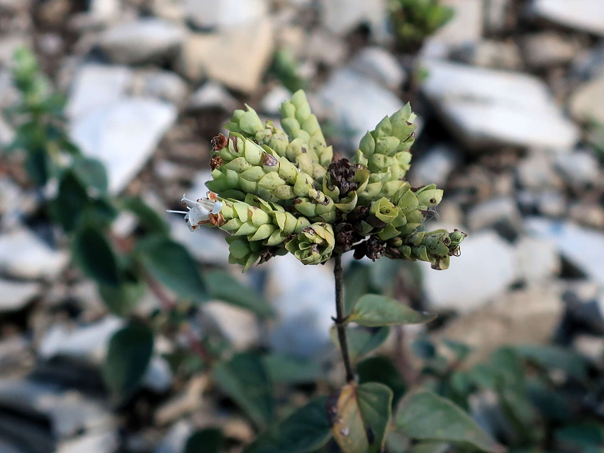 Imagem de Origanum vulgare subsp. viridulum (Martrin-Donos) Nyman