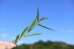 Image of Ludwigia octovalvis subsp. octovalvis