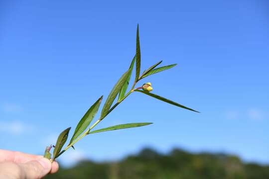 Image de Ludwigia octovalvis subsp. octovalvis