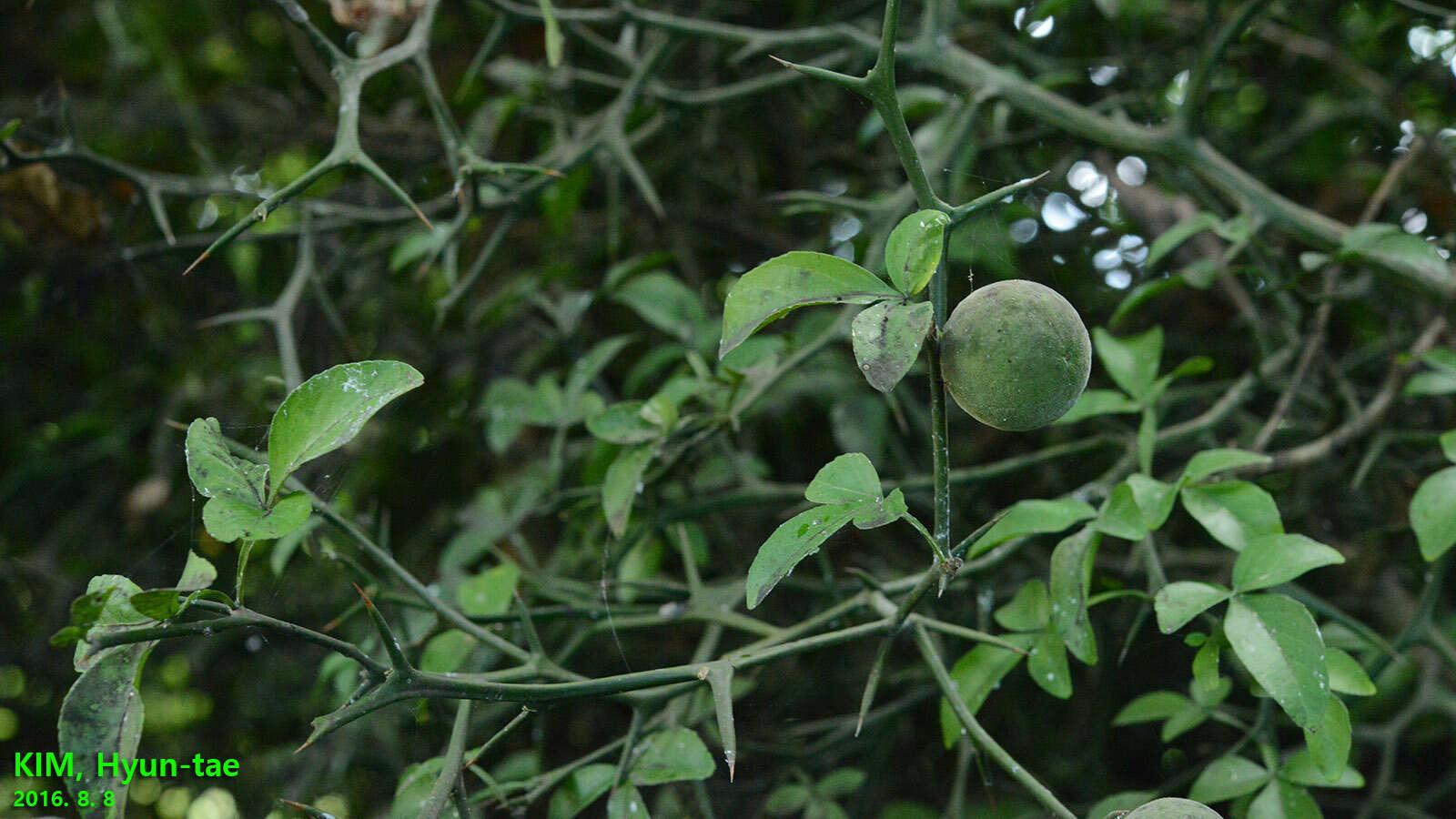 Image of hardy orange