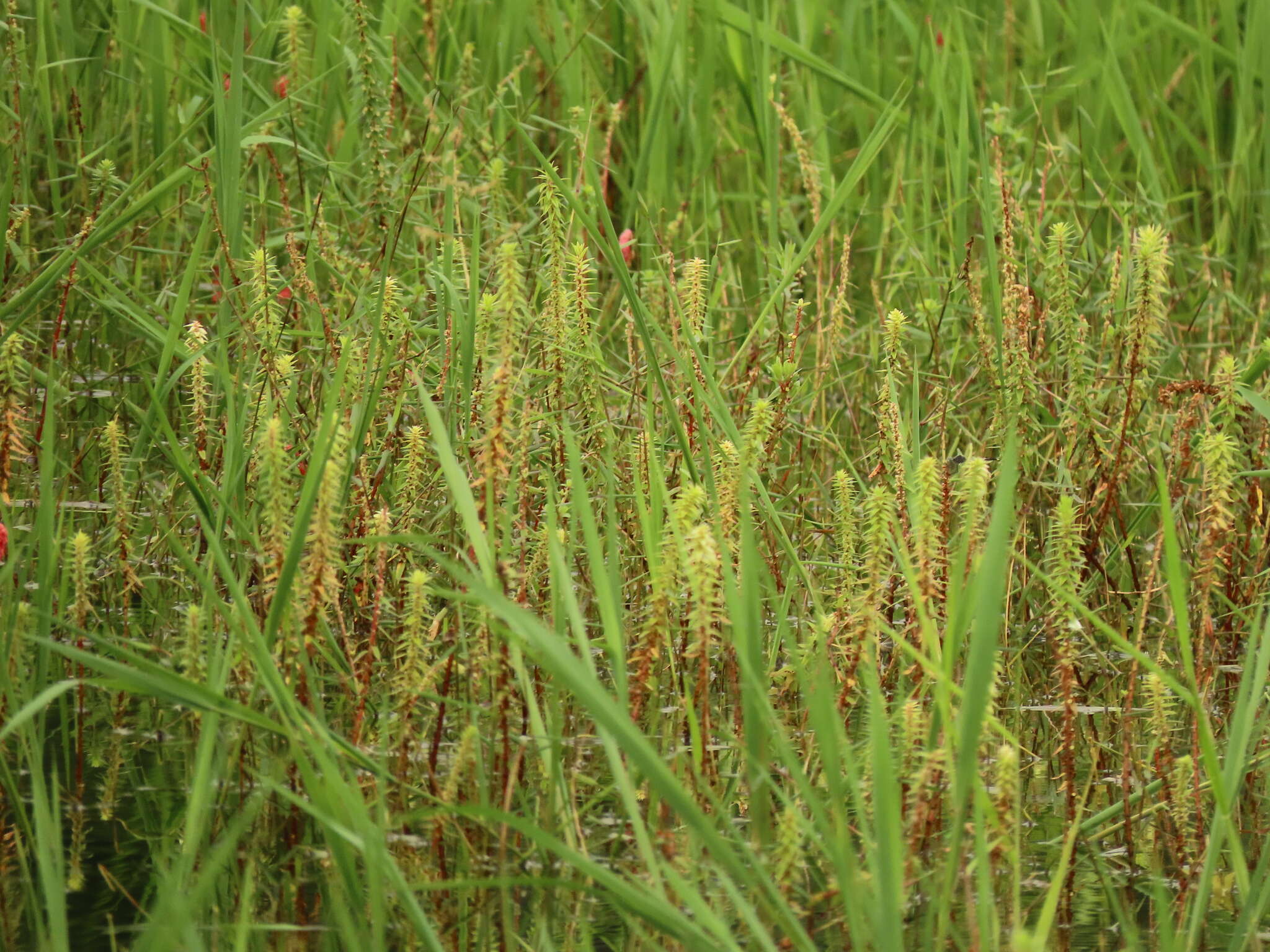 Image of Pouzolzia pentandra (Roxb.) Benn.