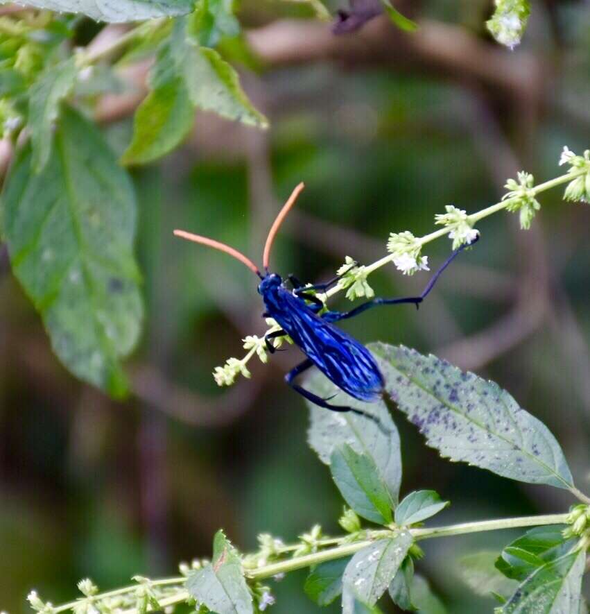 صورة Pepsis ruficornis (Fabricius 1775)