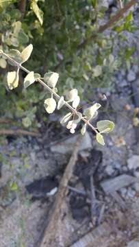 Image of Condea laniflora (Benth.) Harley & J. F. B. Pastore