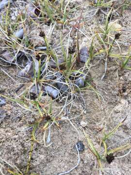 Image of curved sedge