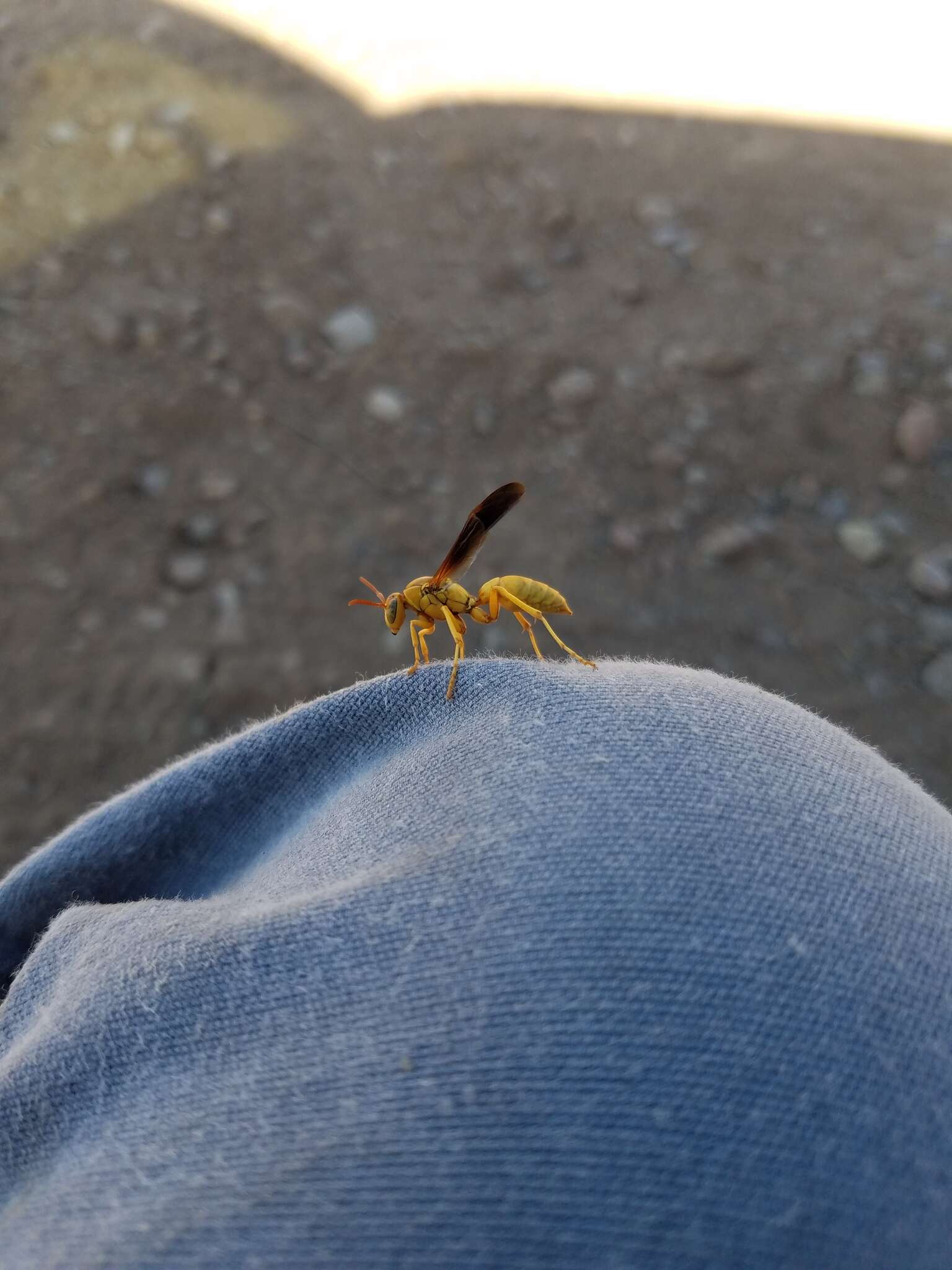 Слика од Polistes flavus Cresson 1868