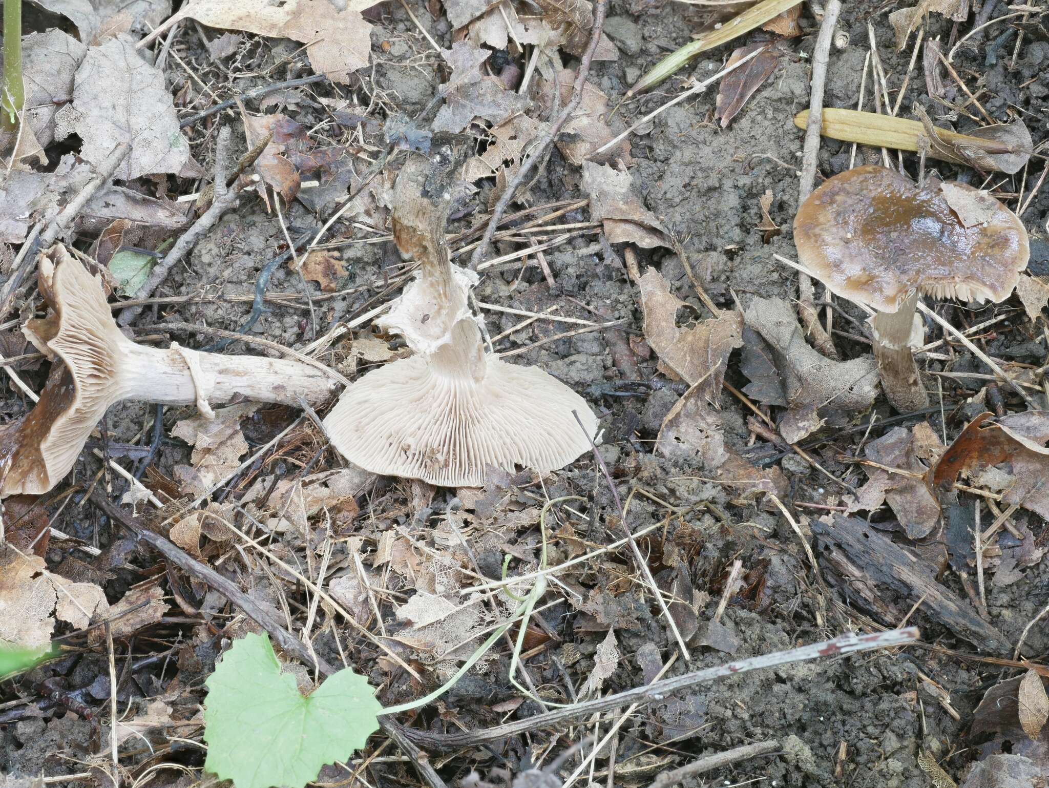 Image of Cyclocybe erebia (Fr.) Vizzini & Matheny 2014