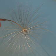 Image de Tragopogon porrifolius subsp. eriospermus (Ten.) Greuter