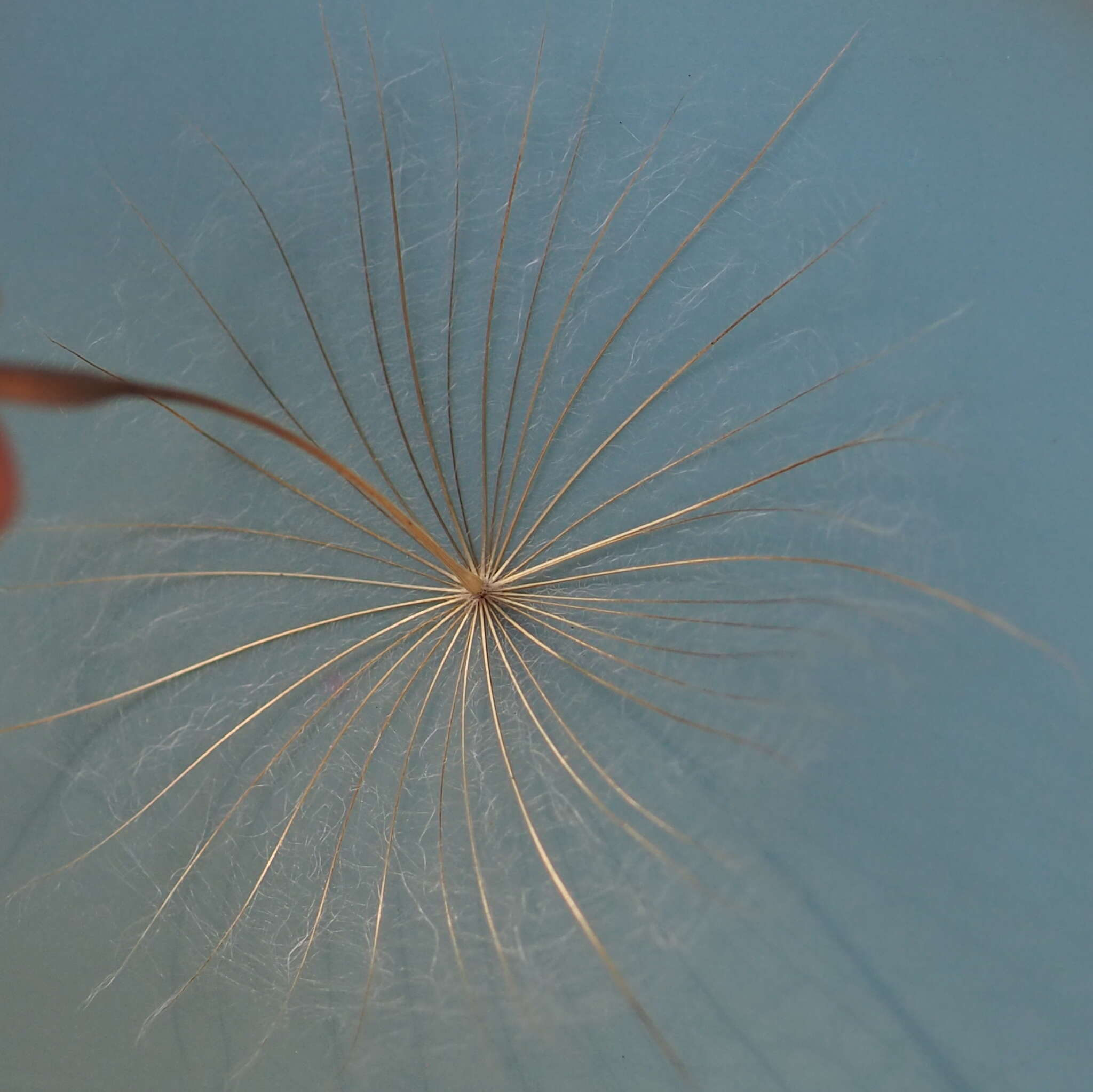 Image de Tragopogon porrifolius subsp. eriospermus (Ten.) Greuter