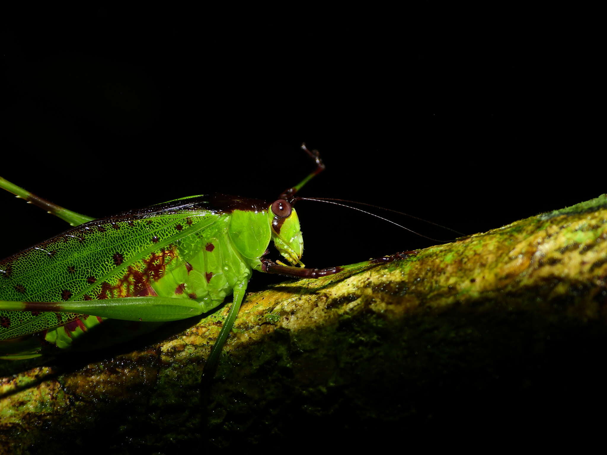 Image of Euceraia rufovariegata (Chopard 1918)