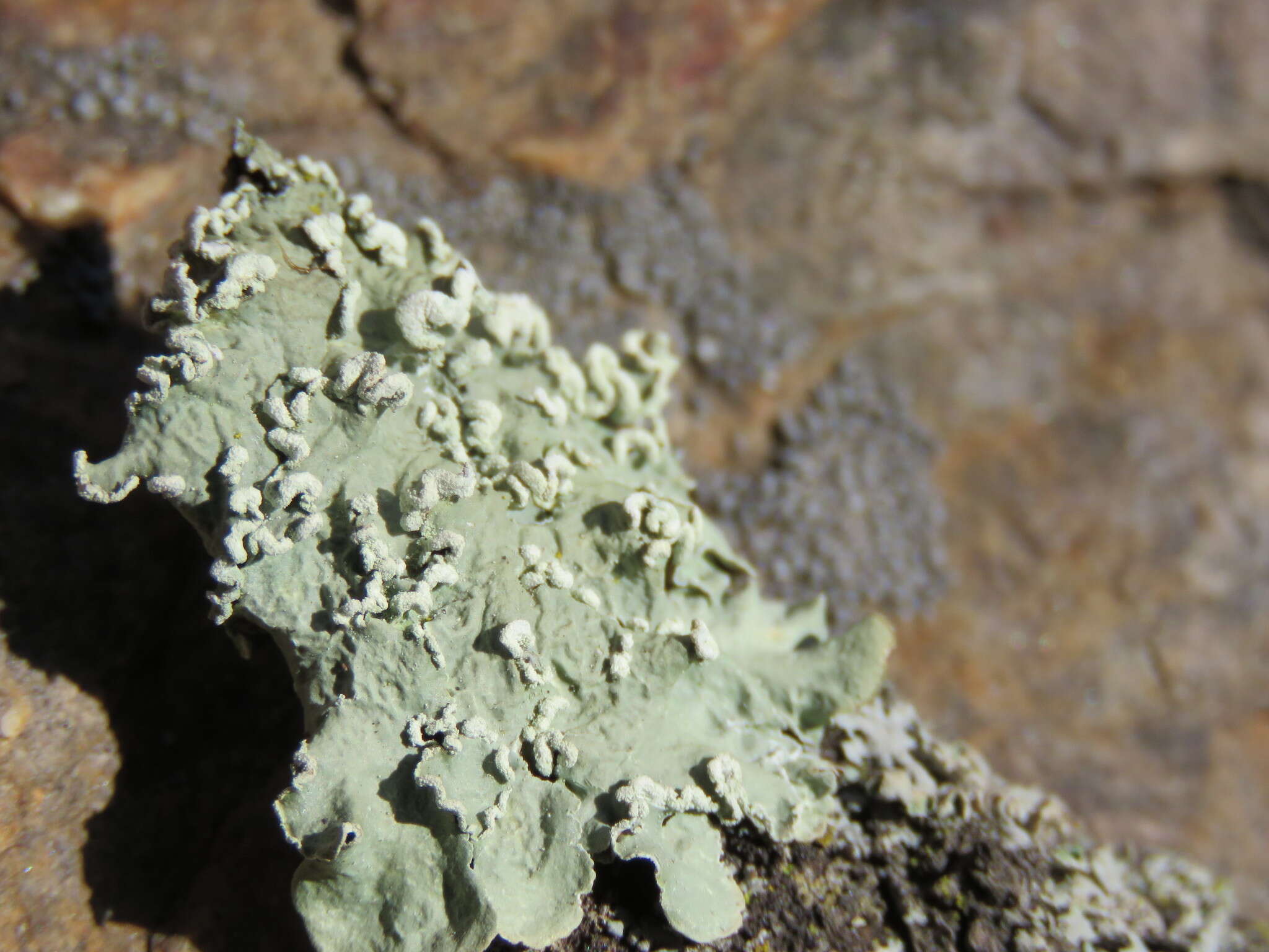 Image of Powder-edge speckled greenshield