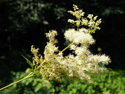 Image of Meadowsweet