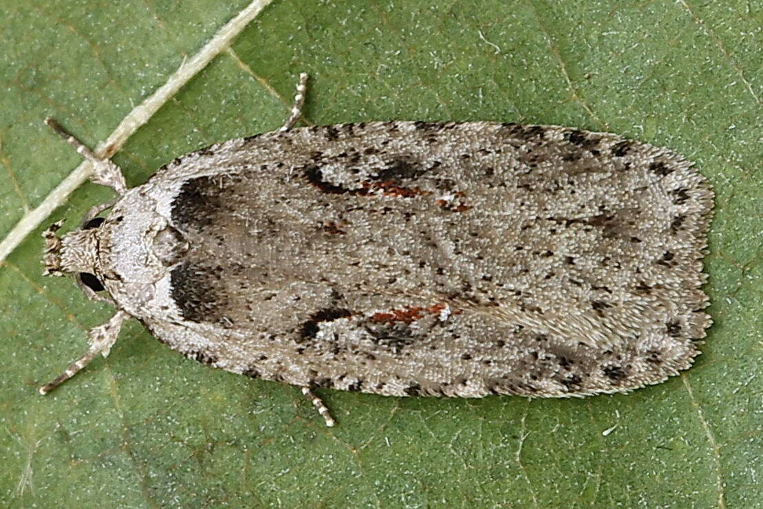 Imagem de Agonopterix ocellana Fabricius 1775