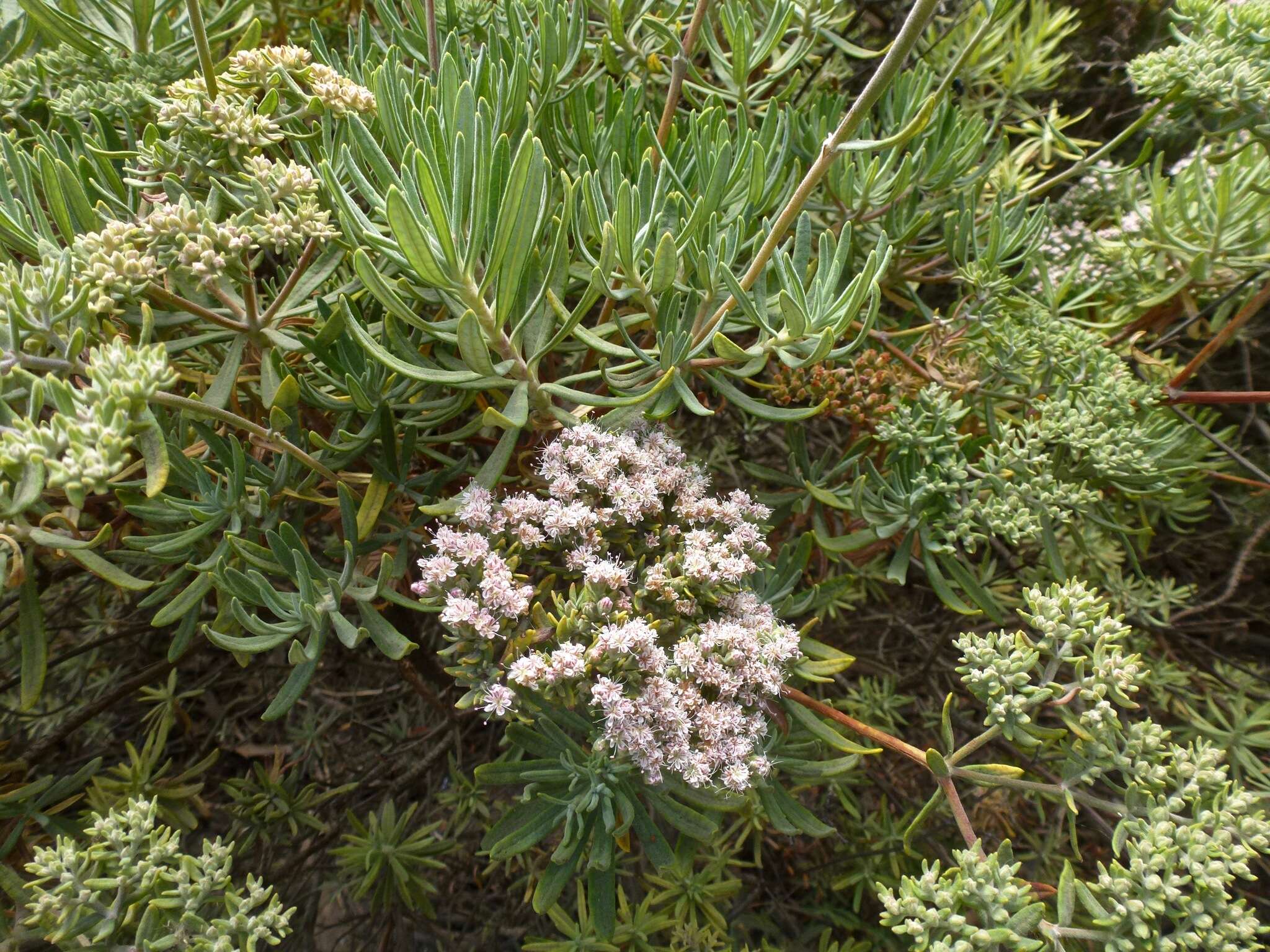 Image of Santa Cruz Island buckwheat