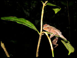 Image of Rhinella margaritifera (Laurenti 1768)