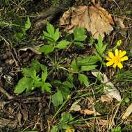 Ranunculus hispidus Michx.的圖片