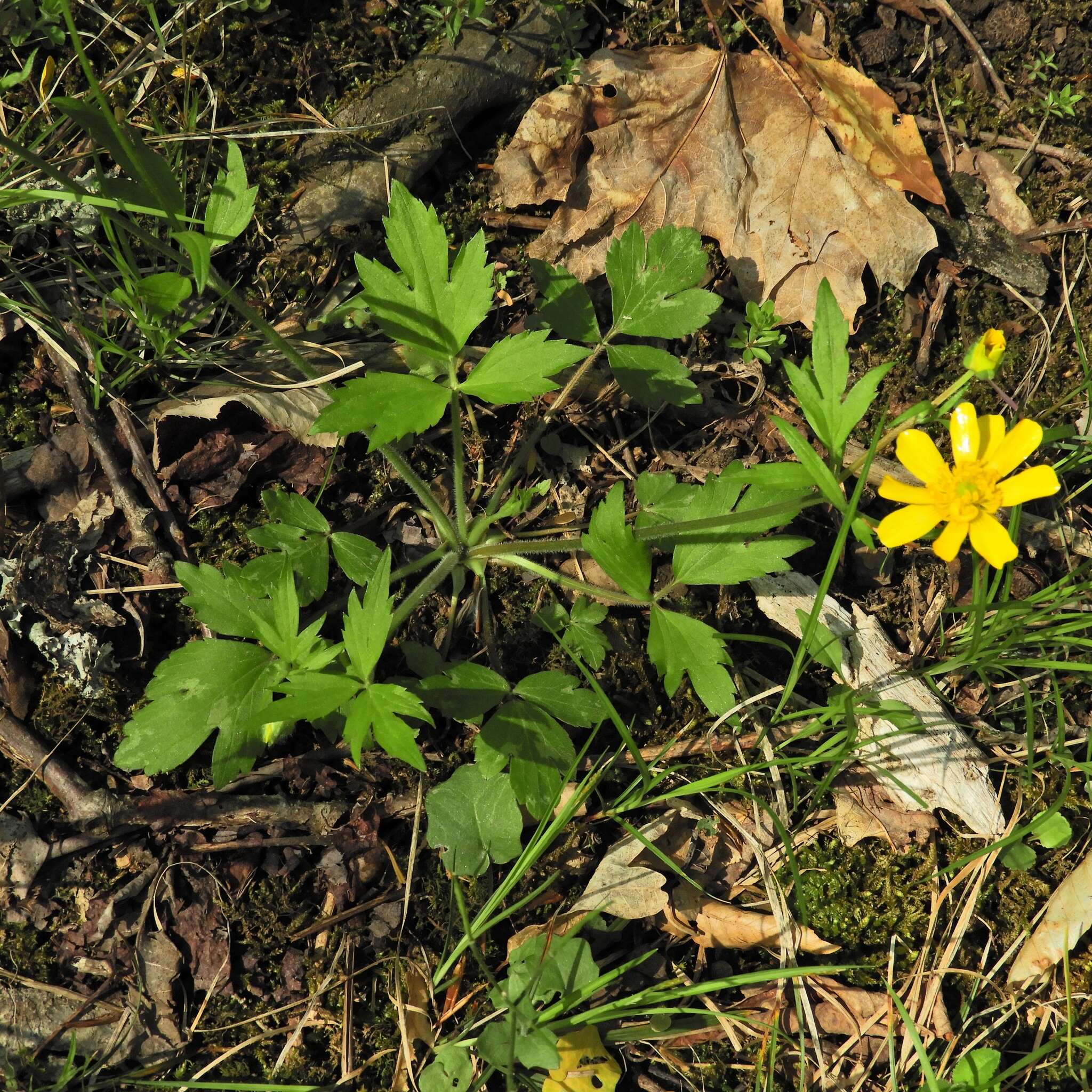 Ranunculus hispidus Michx.的圖片