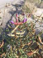 Sivun Astragalus preussii A. Gray kuva