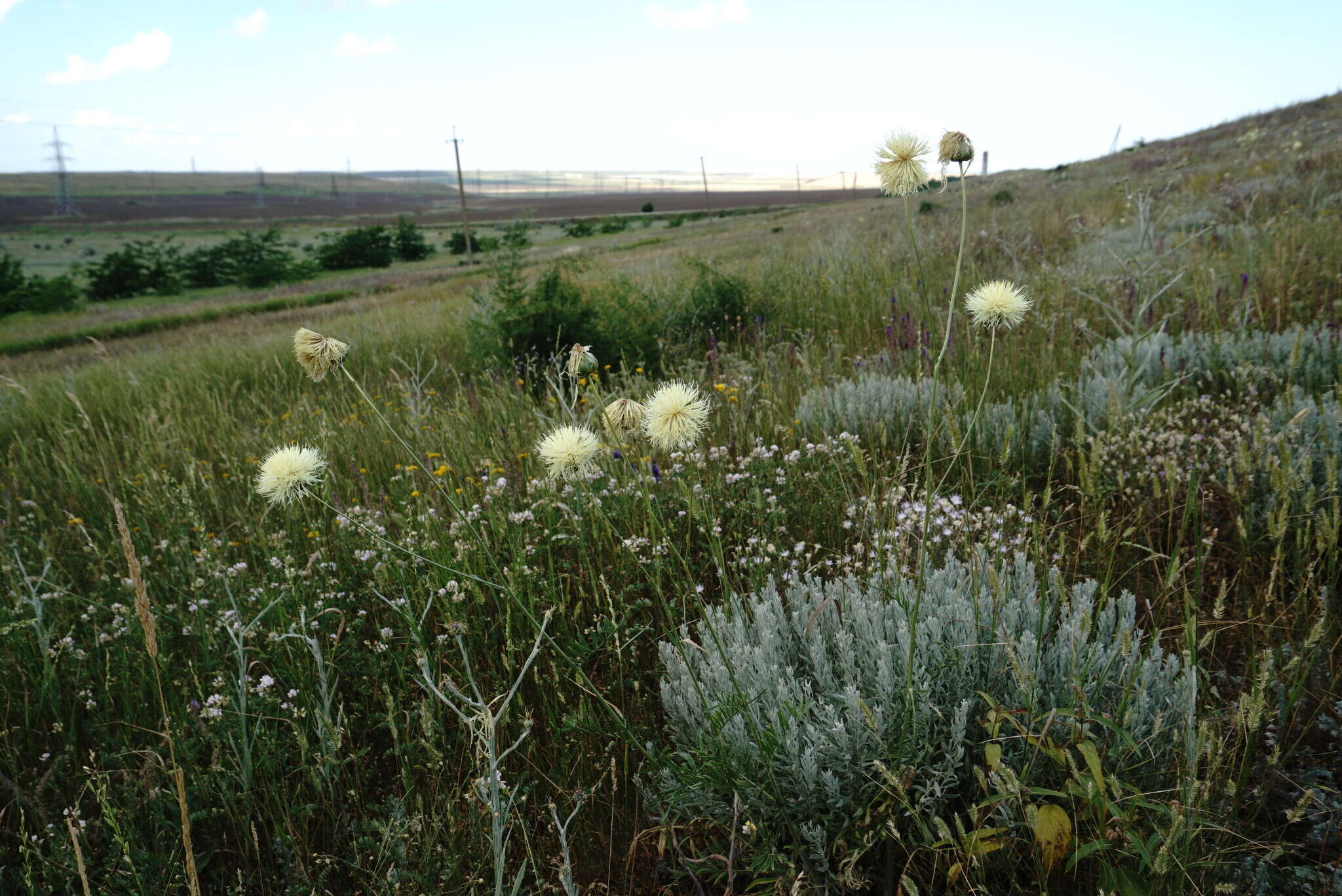 Plancia ëd Rhaponticoides taliewii (Kleopow) M. V. Agab. & Greuter