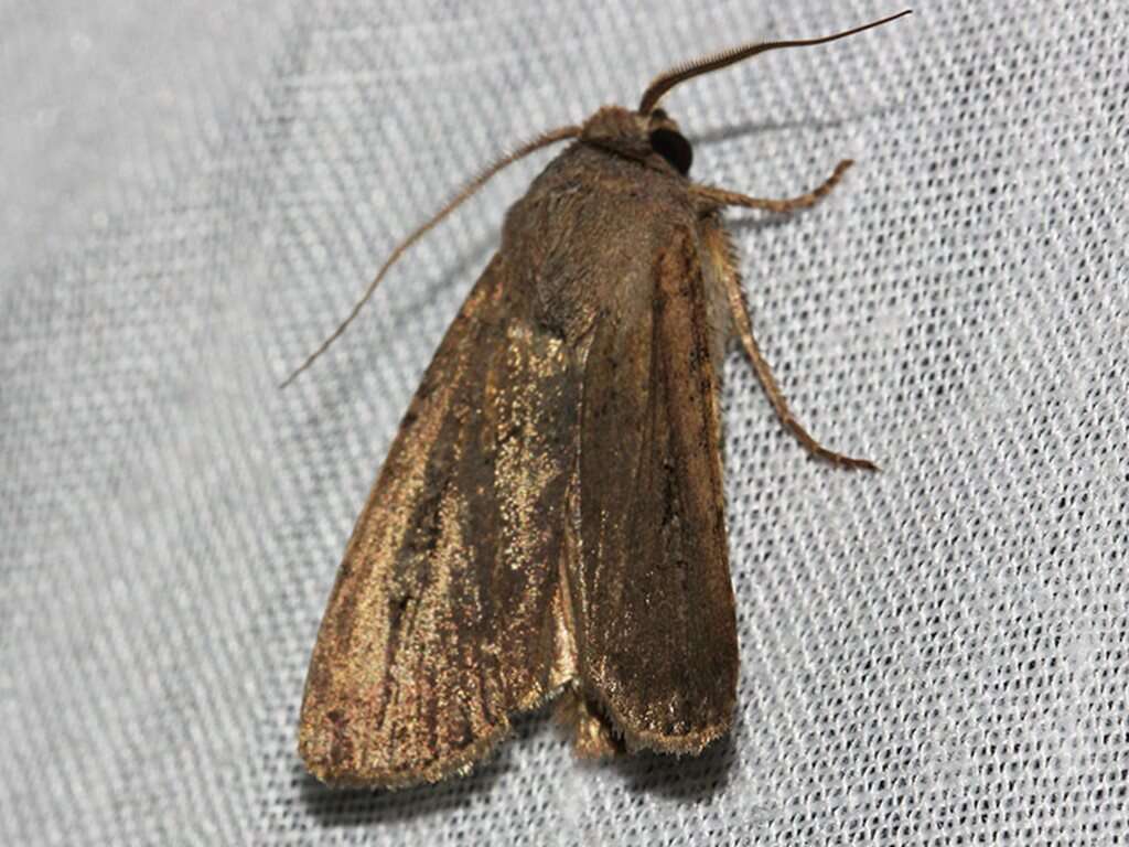 Image of Bogong moth