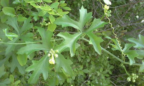 Image of Ibervillea lindheimeri (A. Gray) Greene