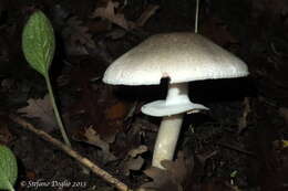 Image of Agaricus moelleri Wasser 1976