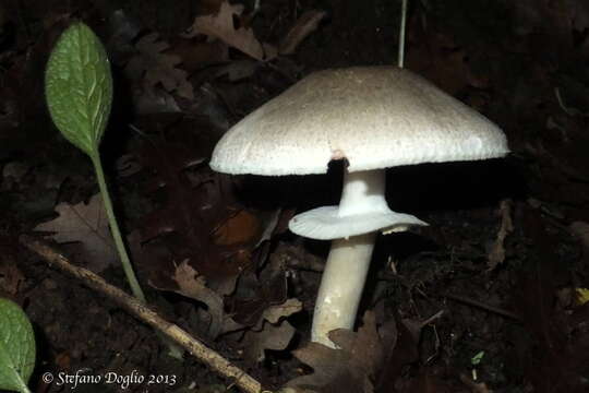 Image of Dark scaled mushroom