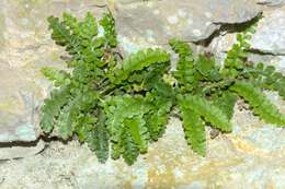 Image of Asplenium jahandiezii (Litard.) Rouy