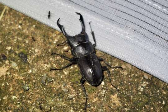 Image of smallstagbeetle