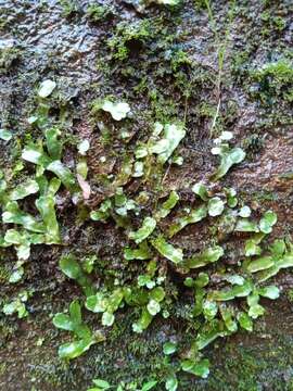 Image of Marchantia pappeana Lehm.