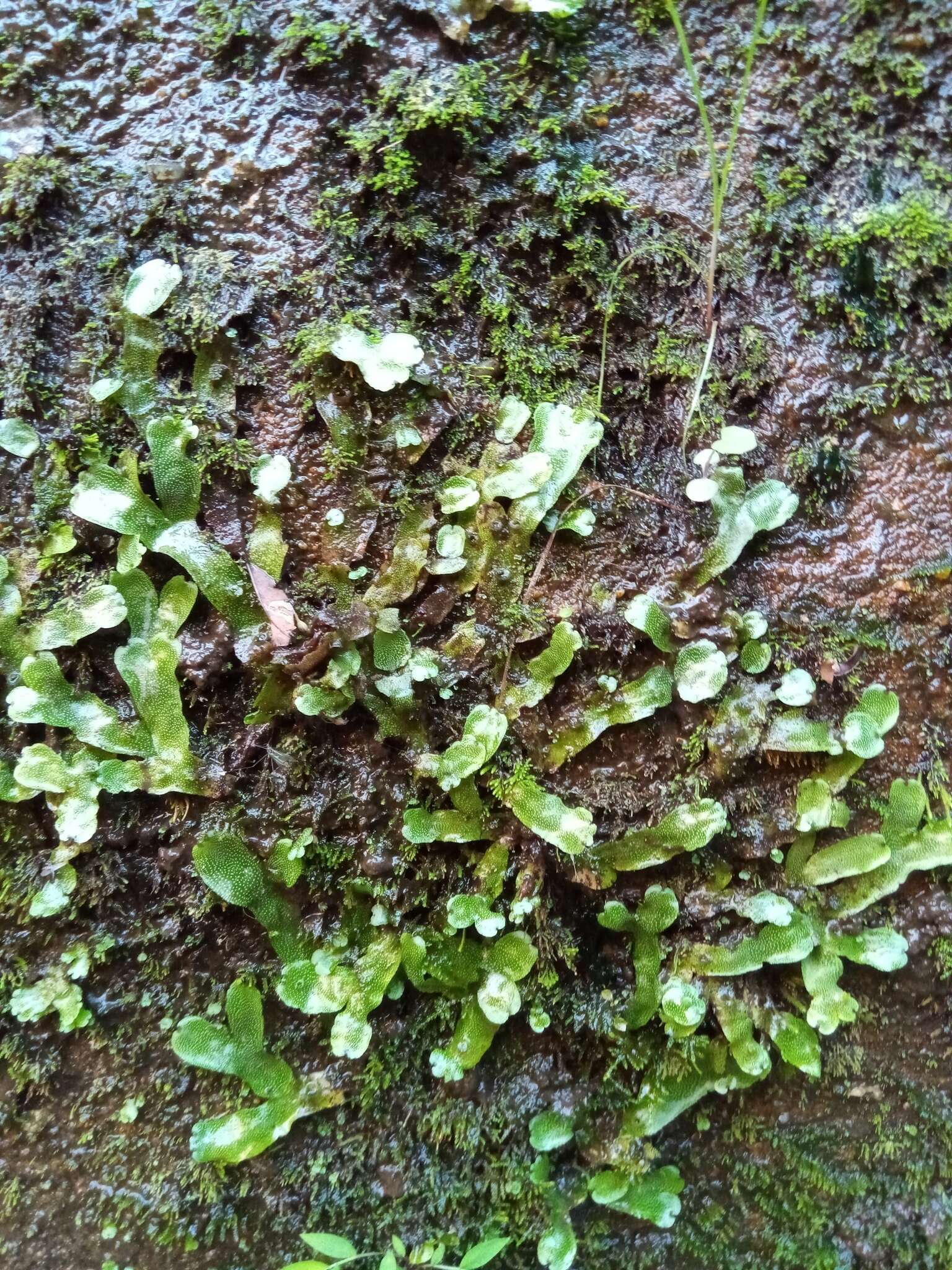 Image of Marchantia pappeana Lehm.