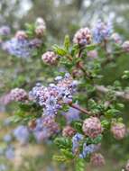 Image of Santa Barbara ceanothus