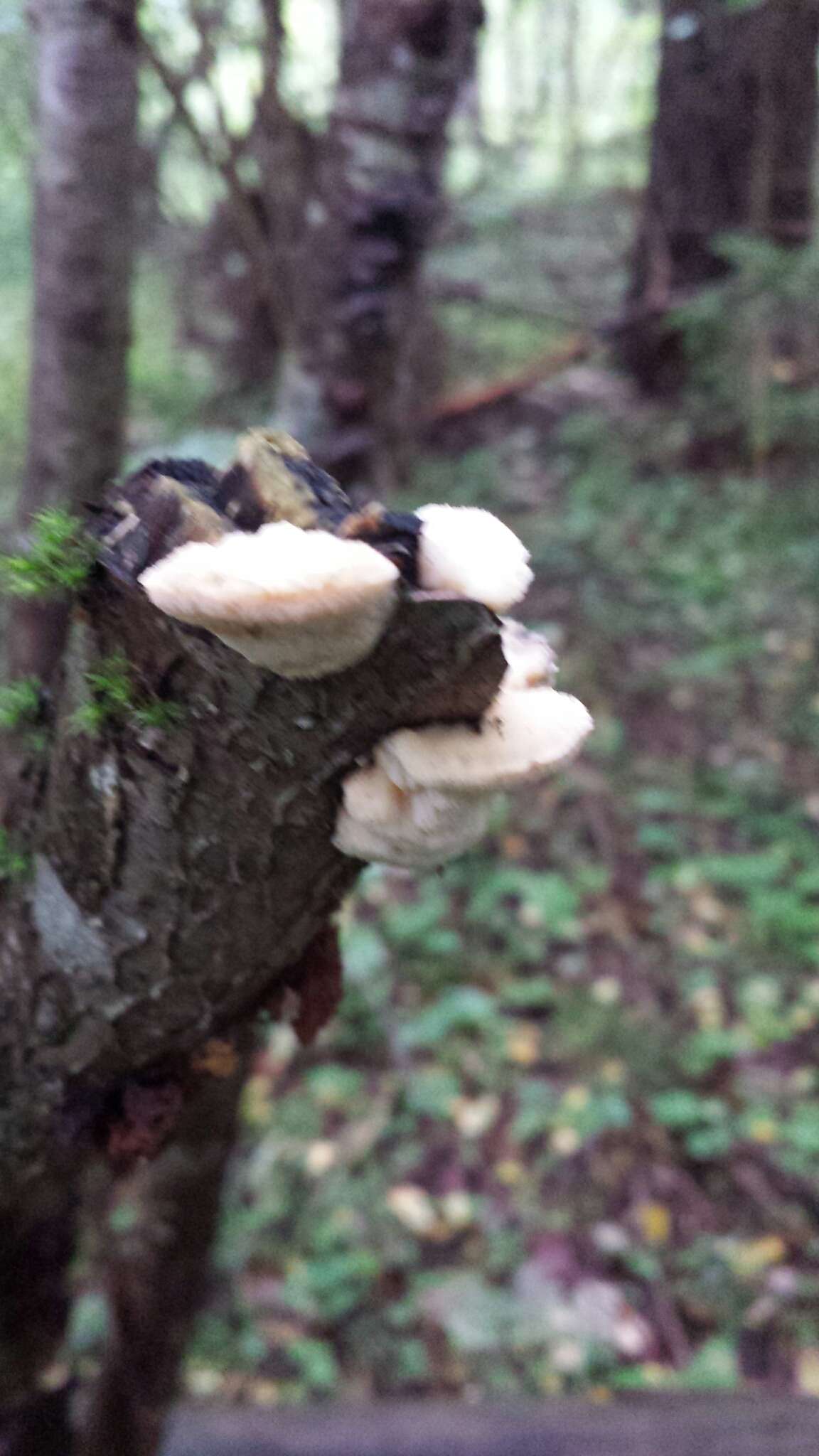 Image of Antrodiella serpula (P. Karst.) Spirin & Niemelä 2006