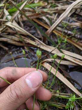 Image de Eriocaulon buergerianum Körn.