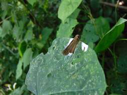 Image of Hecebolus skipper