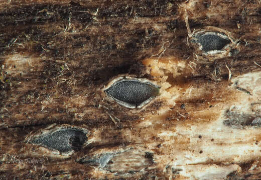 Image of Propolis farinosa (Pers.) Fr. 1849