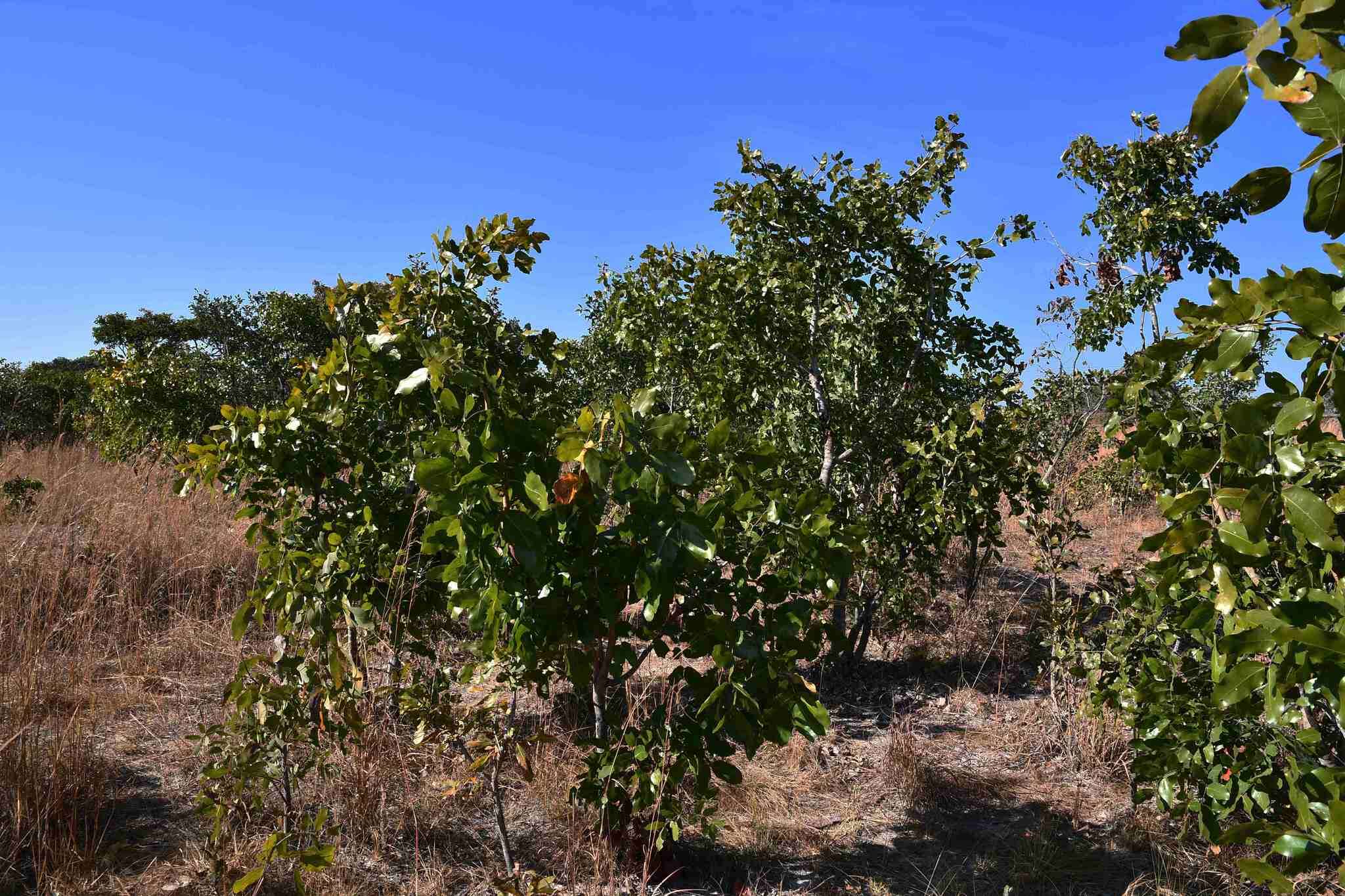 Plancia ëd Julbernardia paniculata (Benth.) Troupin