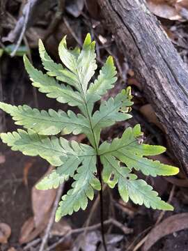 Image of Kauai digit fern