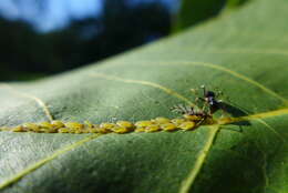 Image of Aphid