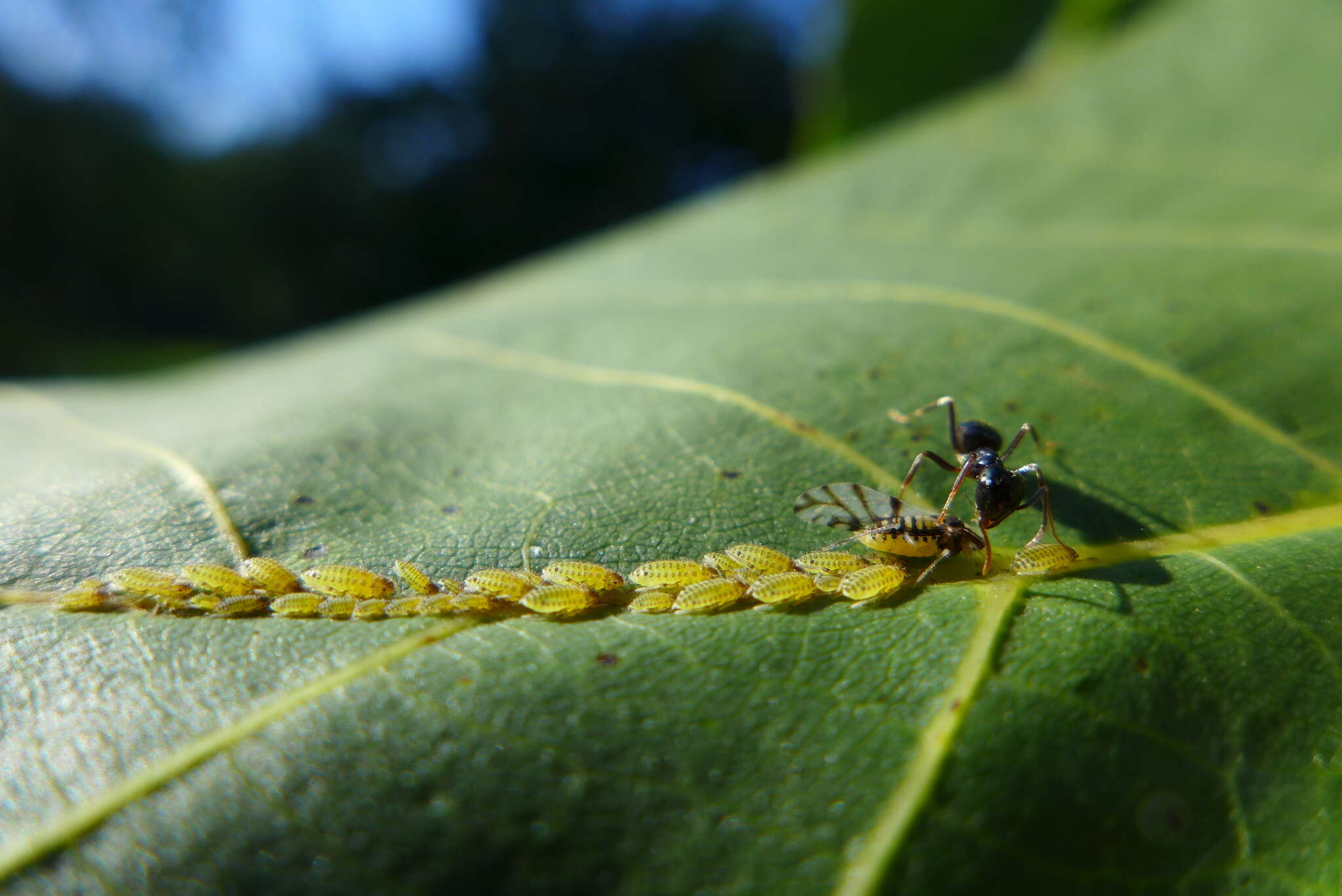 Image of Aphid