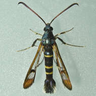 Image of Rhododendron Borer Moth